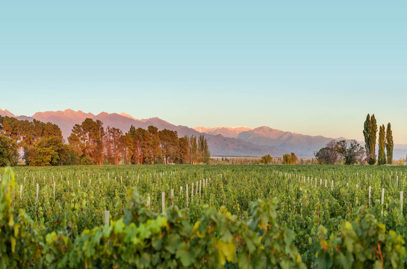 Rows of vines on the plains below the mountains
