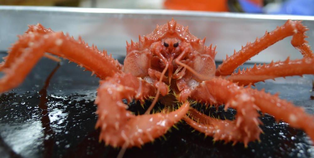 A king crab.