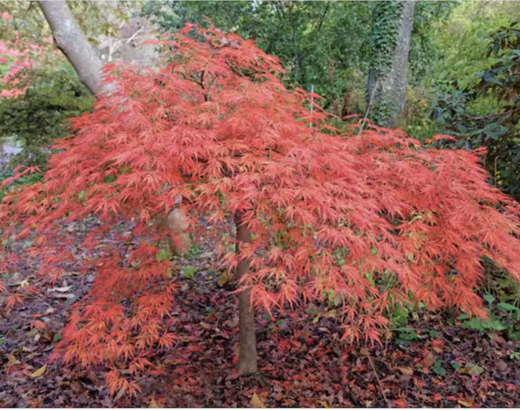 A small red japanese maple tree