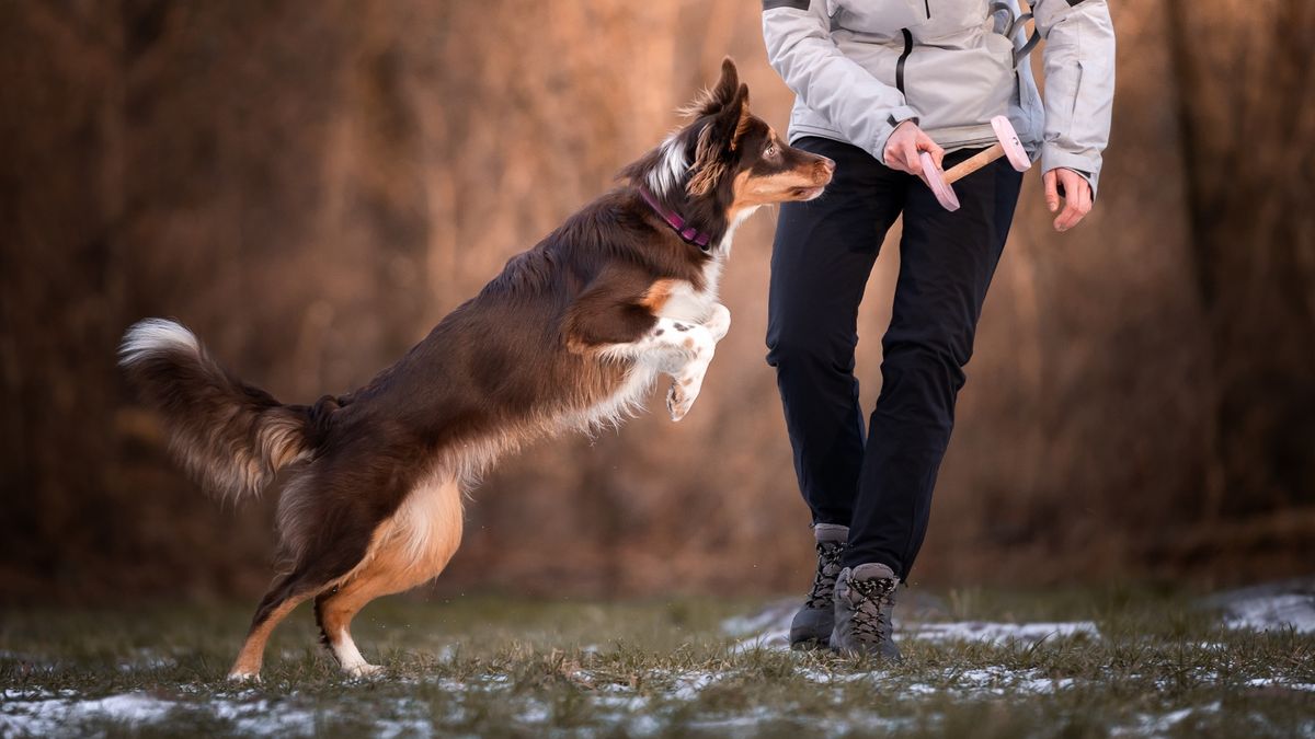 Dog being taught to retrieve 