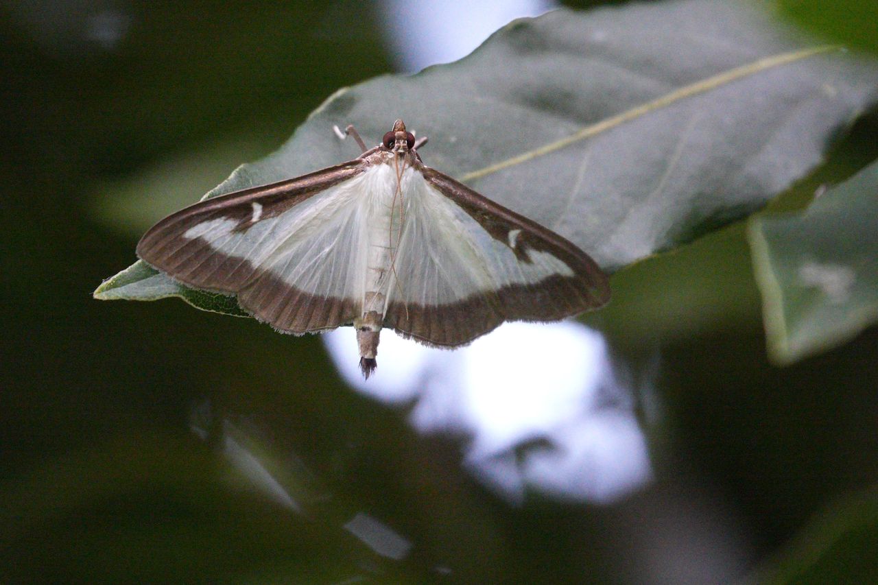 Sony RX10 V bridge camera sample gallery, closeup of a backlit butterfly on a leaf