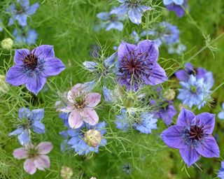 Nigella love in a mist flowers