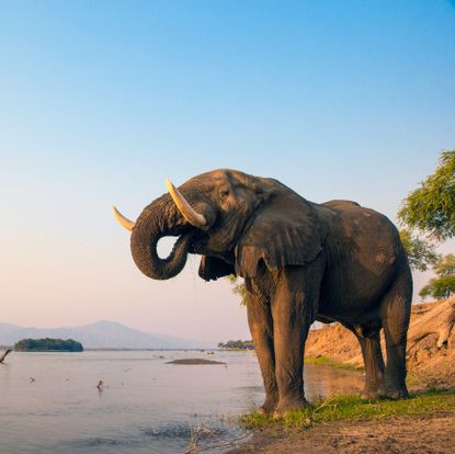 Elephant, Elephants and Mammoths, Indian elephant, Wildlife, African elephant, Terrestrial animal, Sky, Wilderness, Water, Tusk, 