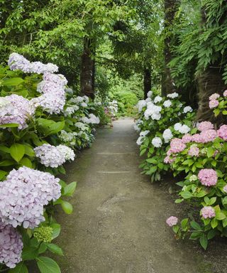 Hydrangeas in a garden border