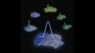 This graphic shows the right-skewed lognormal distributions of neuron density in the cortex of mammals.