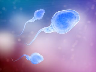 Illustration of three sperm cells