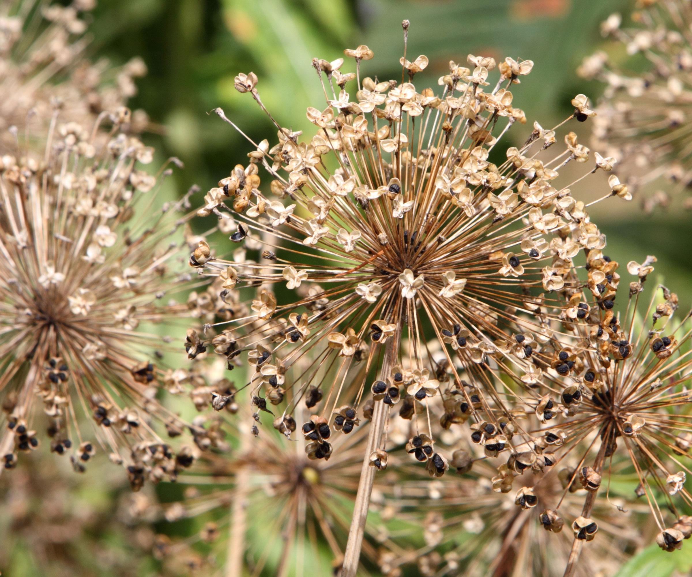 dry allium flower head with seeds