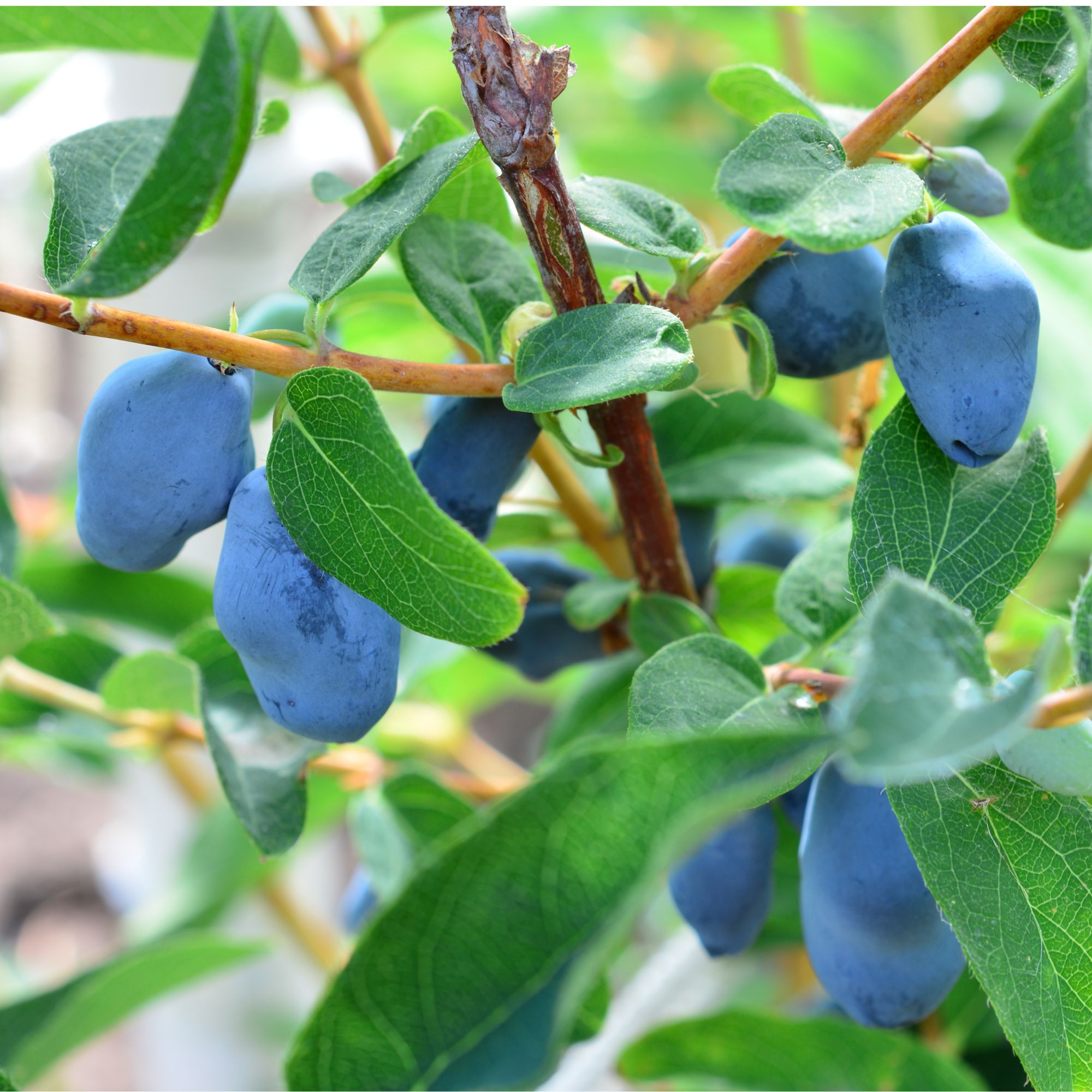 Honeyberries growing on honeyberry plant in garden