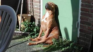 10 dogs in the sun - meet the small fluffy sun worshippers