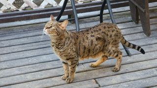 Savannah cat on deck
