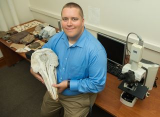 Study lead researcher Will Gearty, a doctor student of geological sciences at Stanford University, holds a dolphin skull. Gearty looked at dead and living animals to figure out how transitions from land to water affect body size.