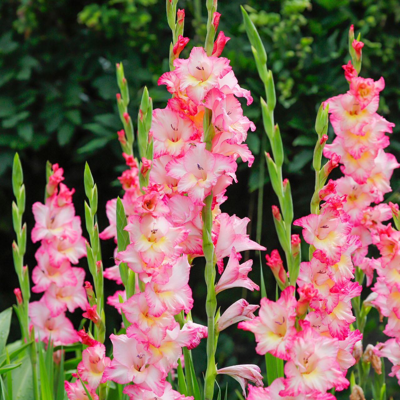 Pink gladioli in the garden