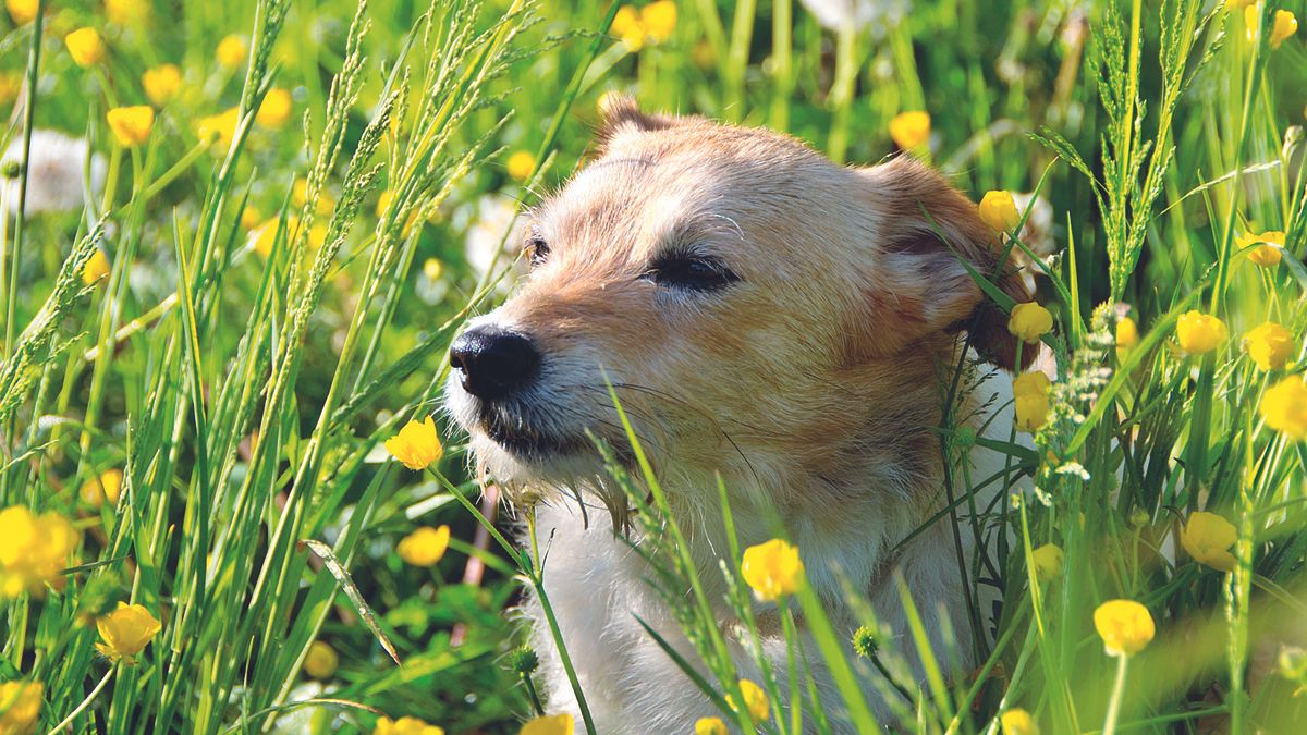 How to take perfect pictures of your pet TechRadar