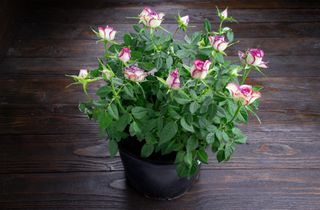 close up of indoor miniature rose bush