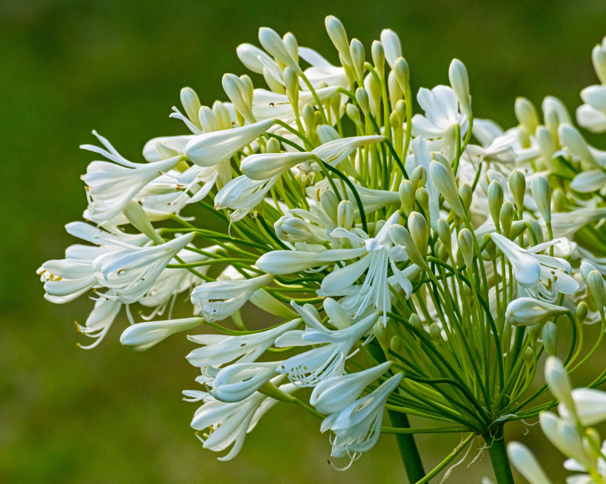 A white and green Agapanthus