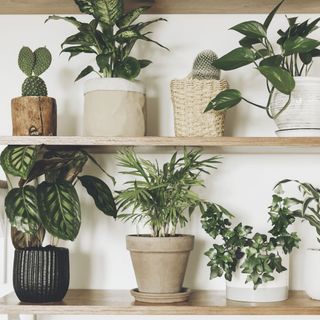 Two open shelves holding an assortment of leafy green potted plants