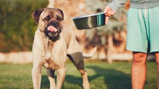 Cane Corso dog outside with owner handing him a bowl of food