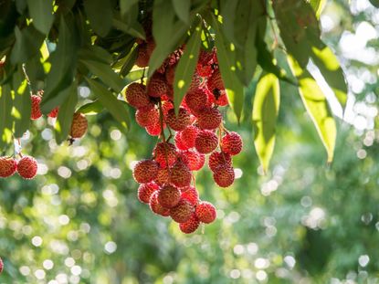 brown lychee fruit