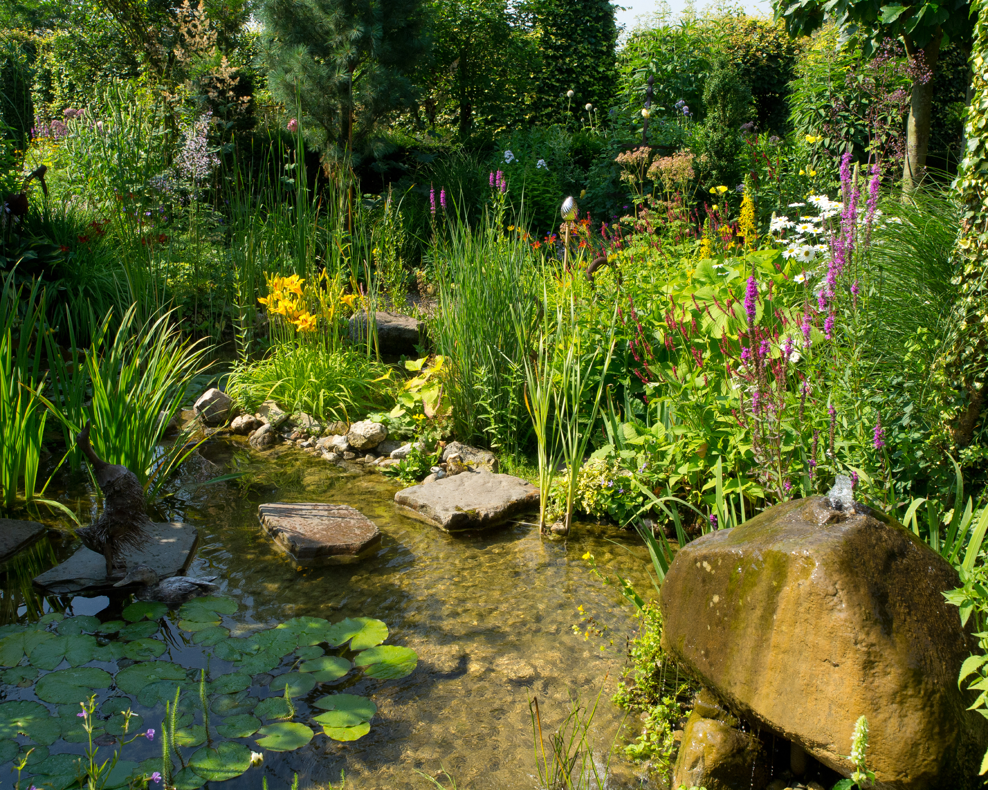 Plants around pond edge