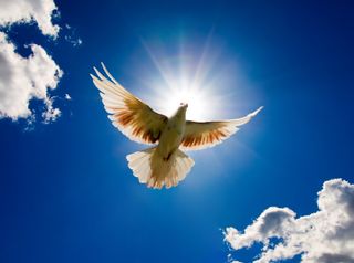 Bird flying in blue sky with sun and clouds in background