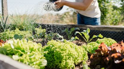 A woman watering vegetables in a raised bed garden