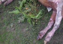 Shot_horse_1.jpg