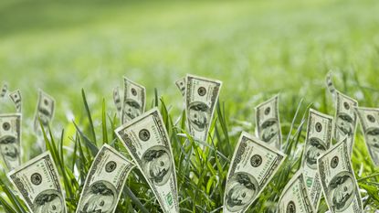 Hundred-dollar bills look like they're growing with grass.
