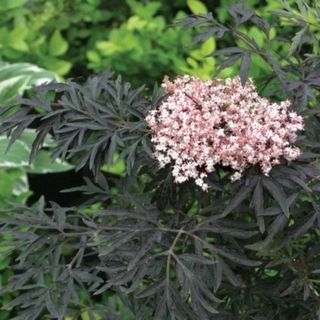 Proven Winners® Colorchoice® Black Lace® Elderberry