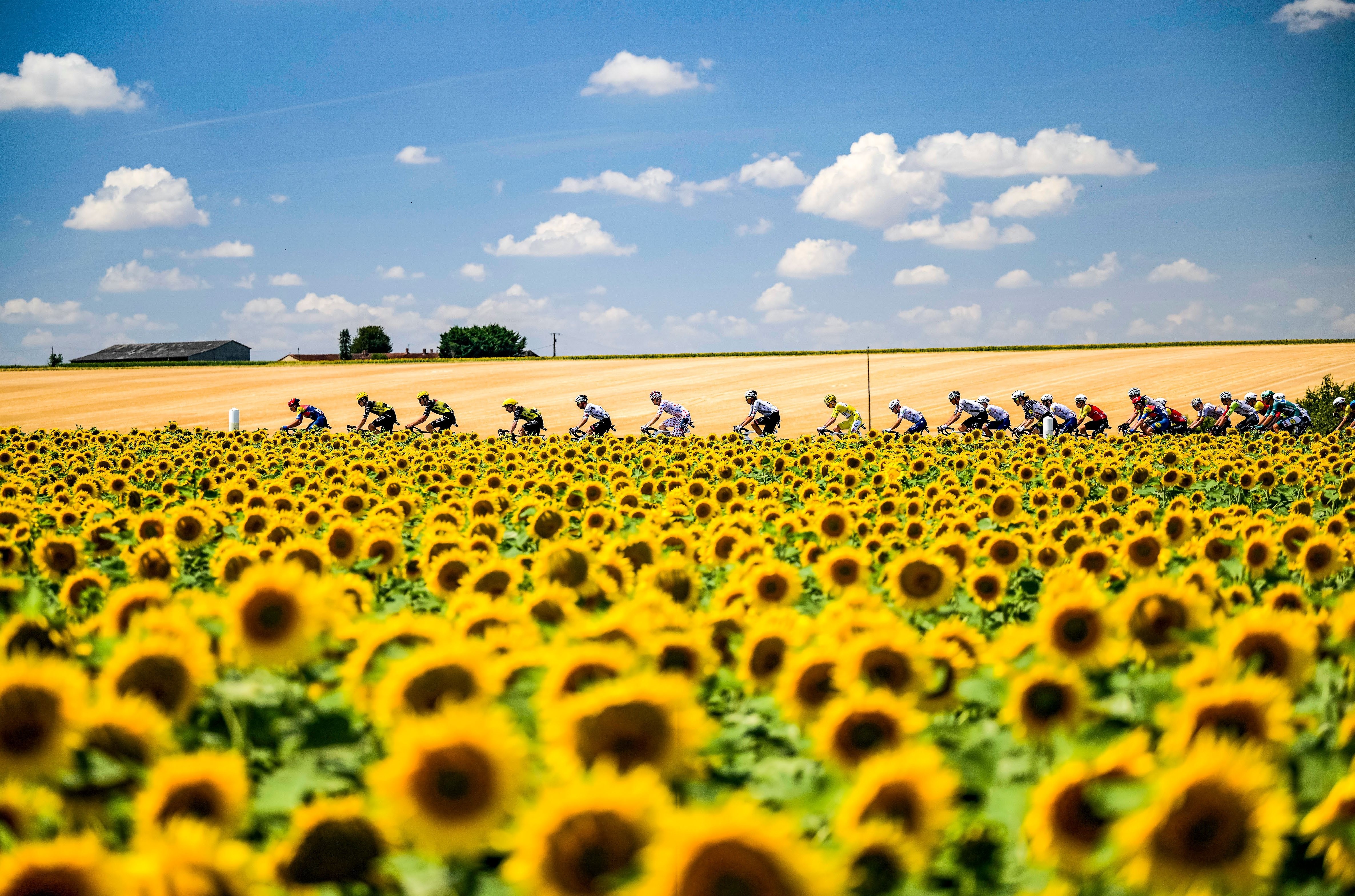 Lidl-Trek and Visma-Lease a Bike lead the 2025 Tour peloton through that most typical of settings - a field of endless sunflowers in the heat of stage nine.