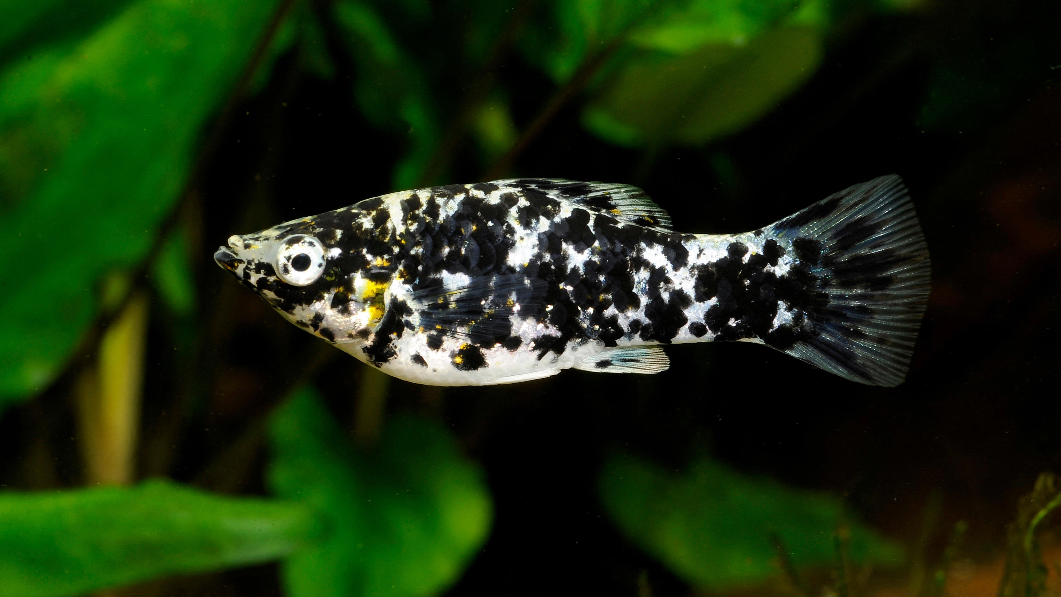 Dalmatian Molly