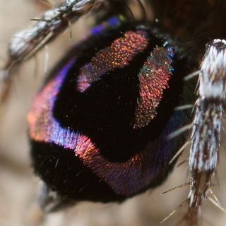 A zoom-in view of the scaly abdomen of the Peacock spider Maratus robinsoni.