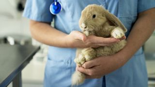 Rabbit at the vet