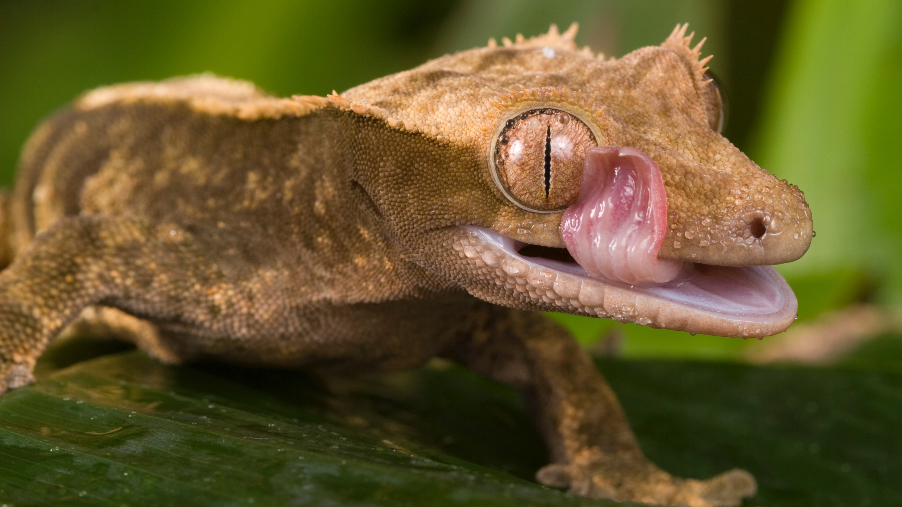 Gargoyle gecko