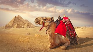 A camel with a colorful saddle sits in front of the pyramids at Giza in Egypt.