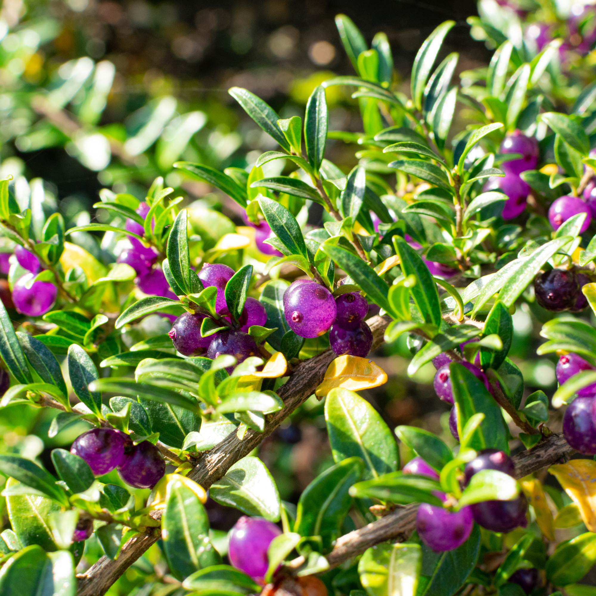 Purple berries from a box honesuckle shrub.