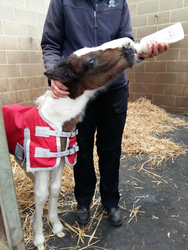 WhWFoal2