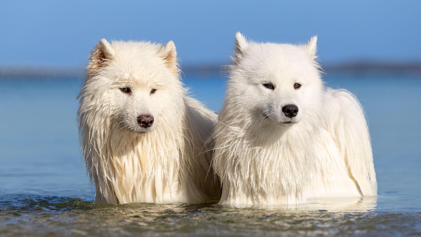 Pair of expensive Samoyed dog breeds