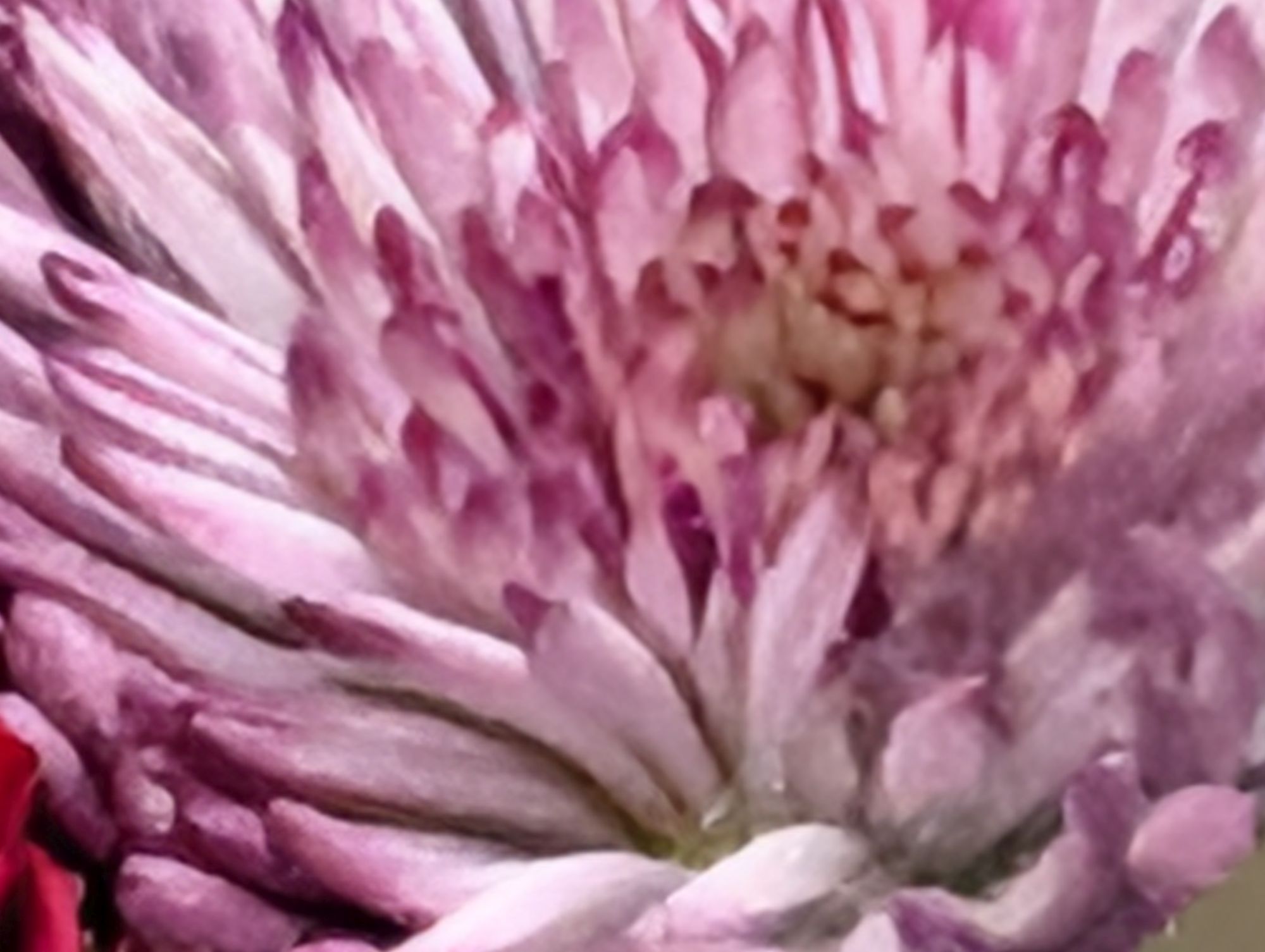 Google Pixel 10 Pro XL 100x sample.