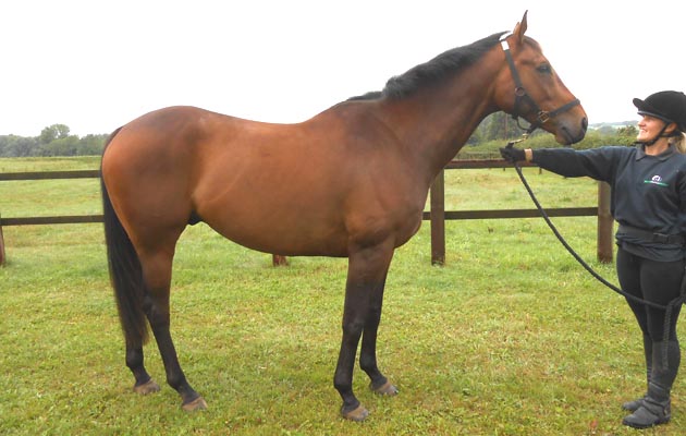 Ollie prior to leaving World Horse Welfare