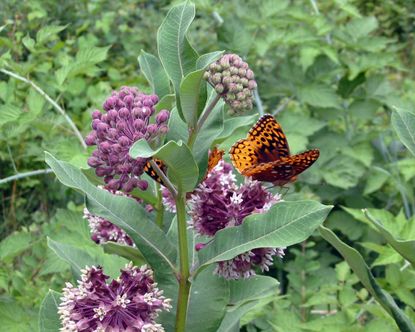 Butterfly On Milkweed Plant