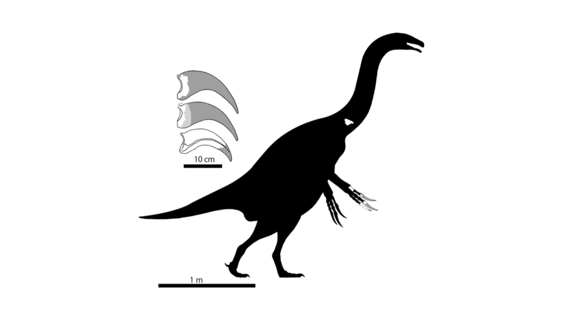 Claws and life reconstruction of Paralitherizinosaurus japonicus. The white regions on the silhouette indicate recovered fossils: a partial vertebra and a partial left forefoot. Gray indicates the reconstructed areas of the claws.