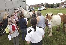 harlowponies.jpg