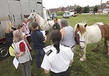 harlowponies.jpg