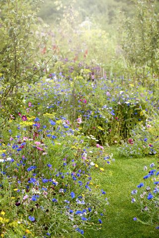 rewilding: wildflowers in a cottage garden