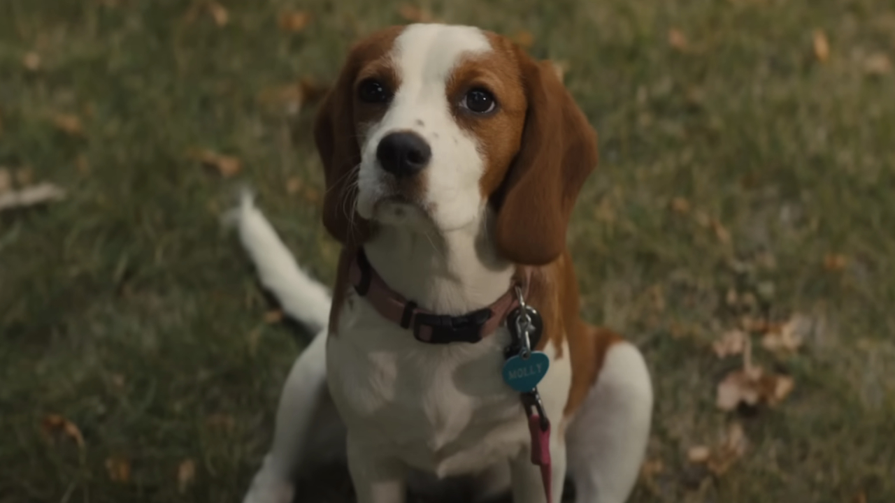 Bailey as Molly in A Dog's Journey