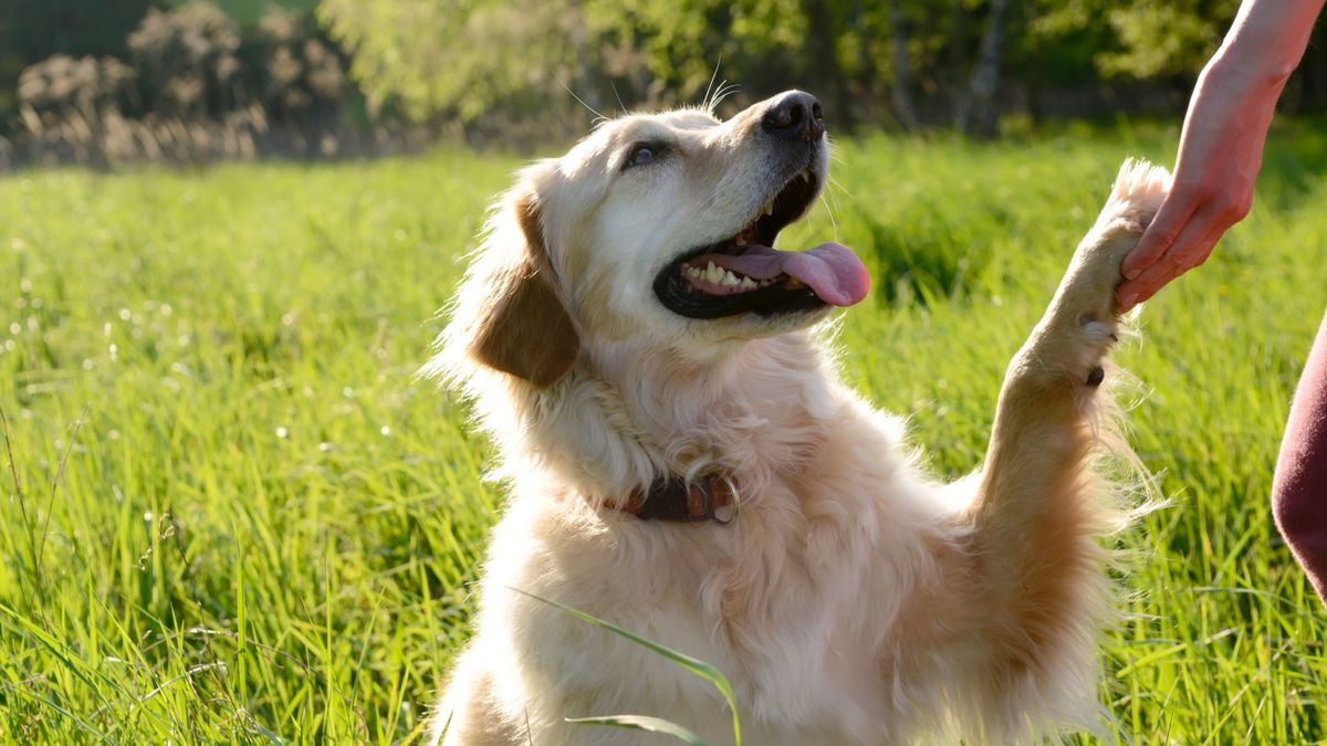 Golden retriever