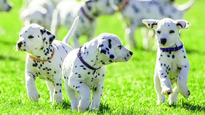 Dalmatian puppies