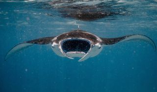 The rituals of Manta rays are explored in The Mating Game.