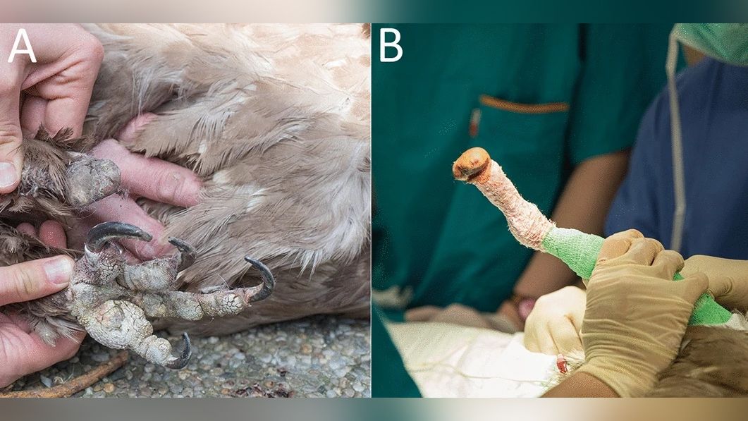 The bearded vulture&rsquo;s amputation stump prior to surgery shows scarring.