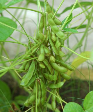 soybeans pods developing in late summer